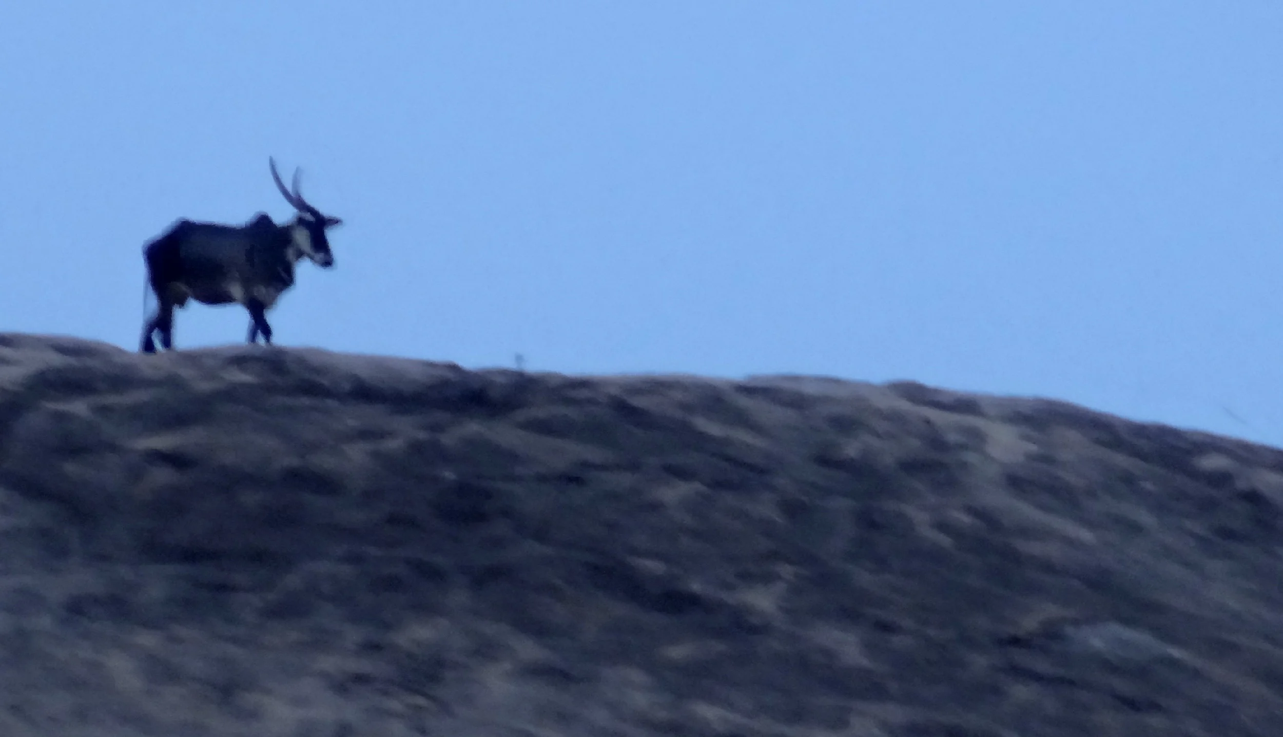 Bull on the Hill: Meditation on Ajaykumar's Photograph