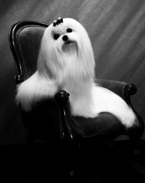 ShihTzu.jpg
