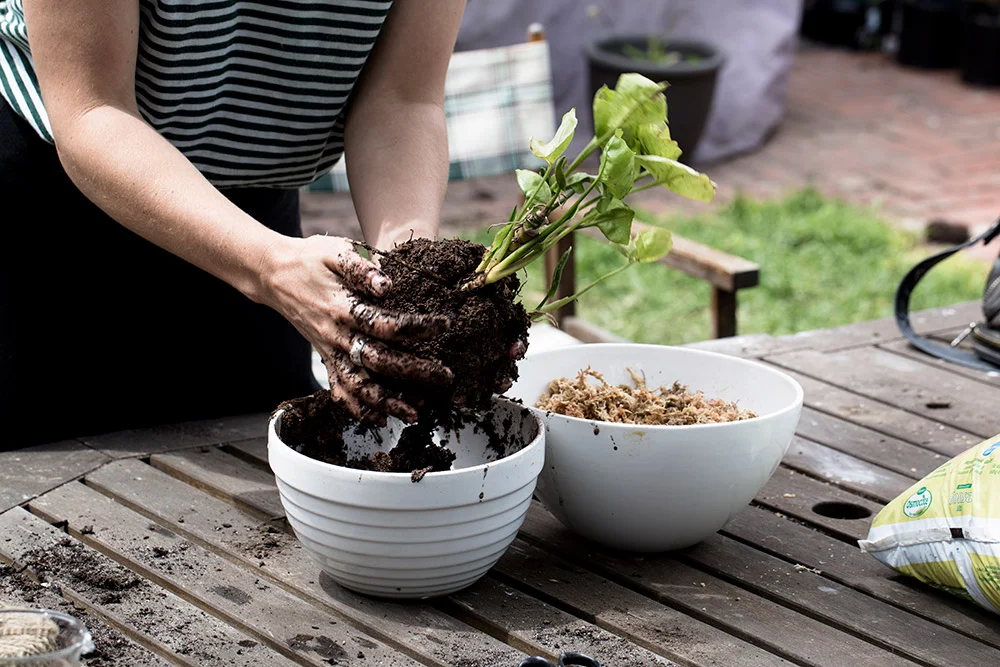 kokedama4.jpg