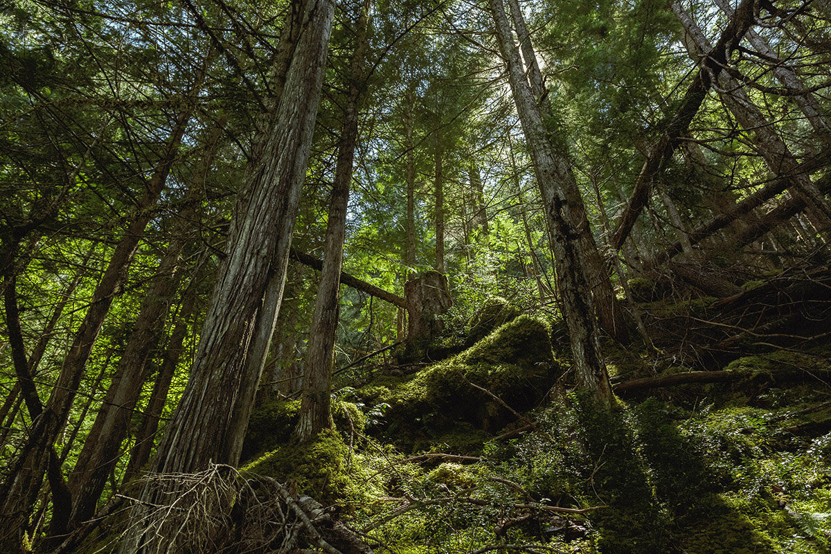 rosslake-bc-forest-forest.jpg