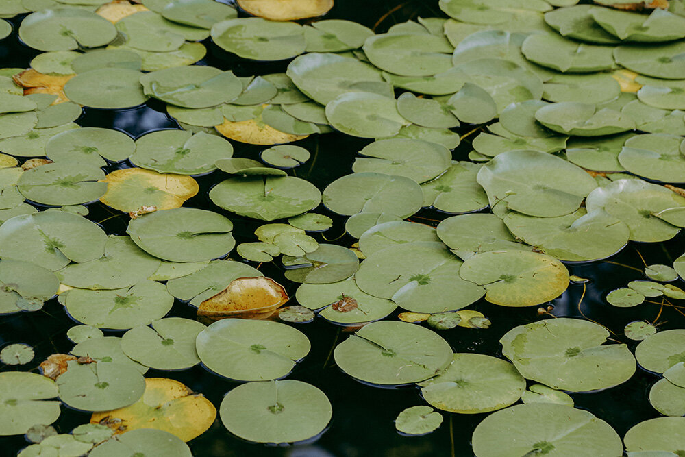 water-lilies-on-a-pond.jpg