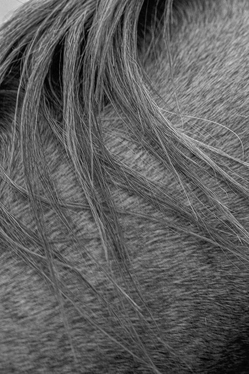 horse-mane-black-and-white.jpg