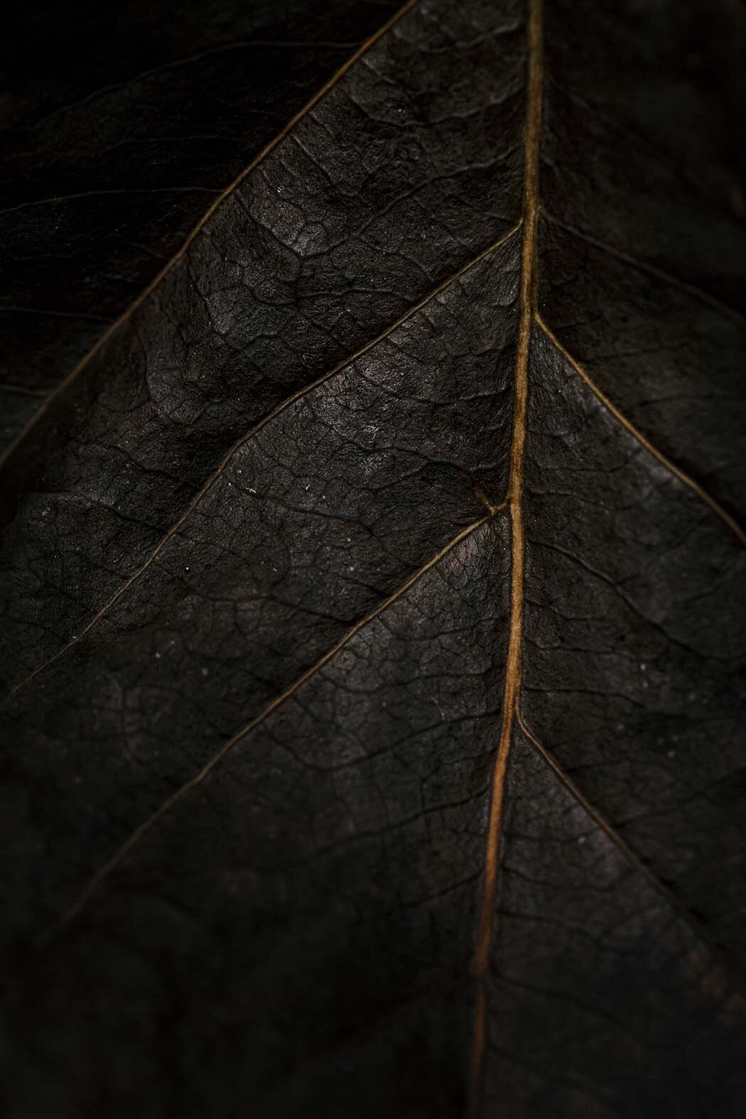 close-up-of-a-leaf.jpg