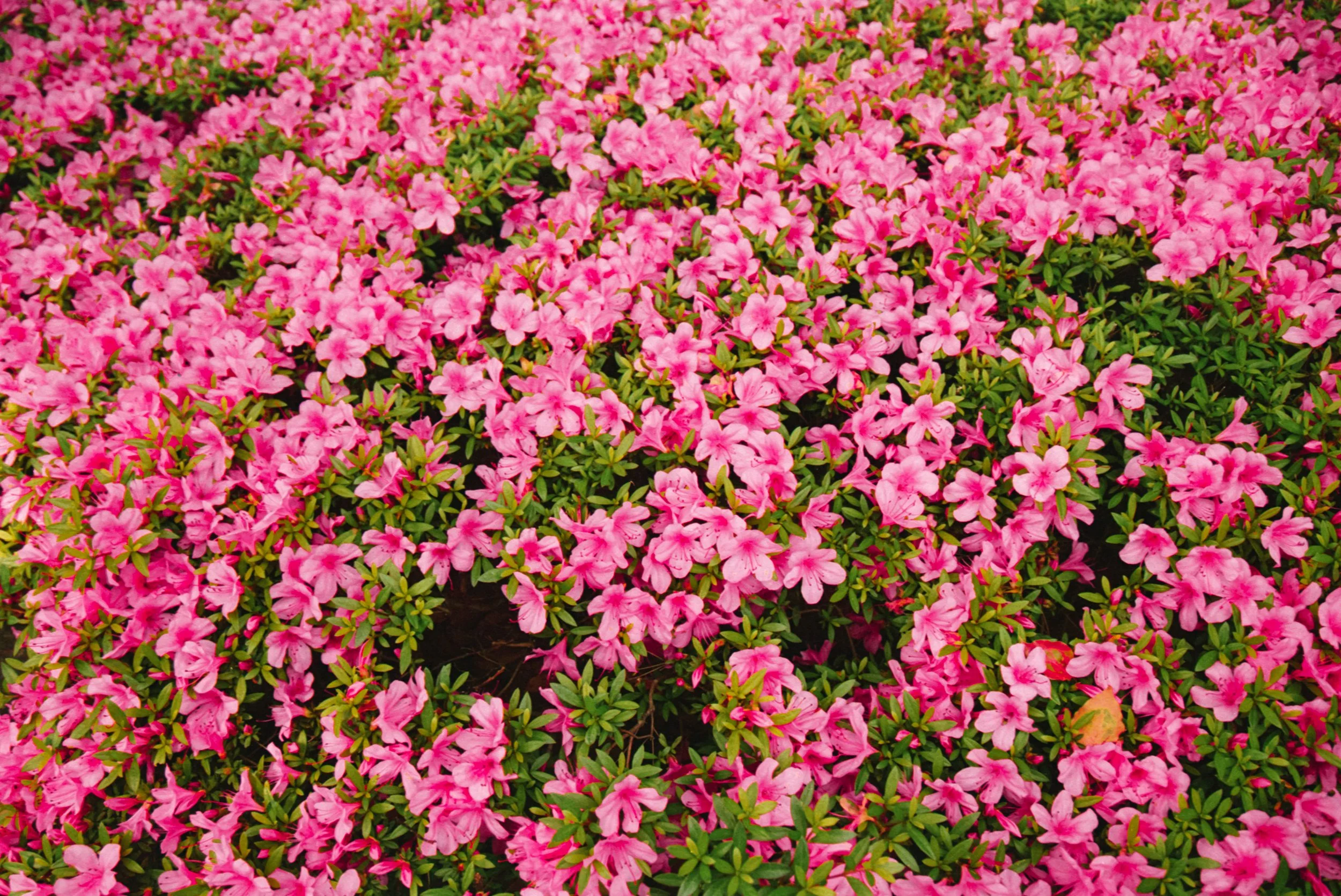 pinkbushes.jpg