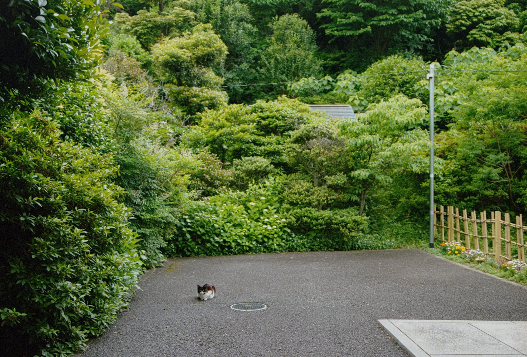 catattemple.jpg