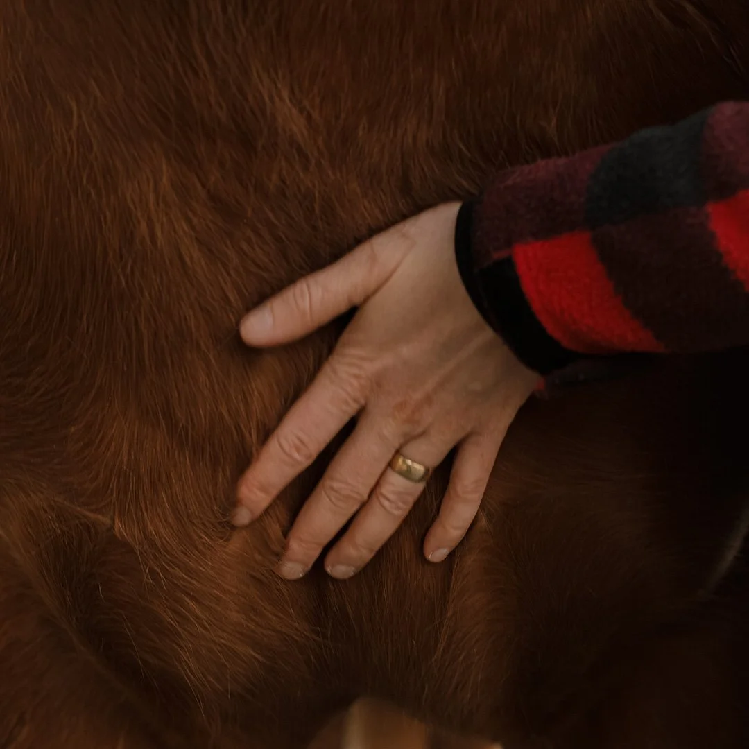 handonhorseschest.jpg