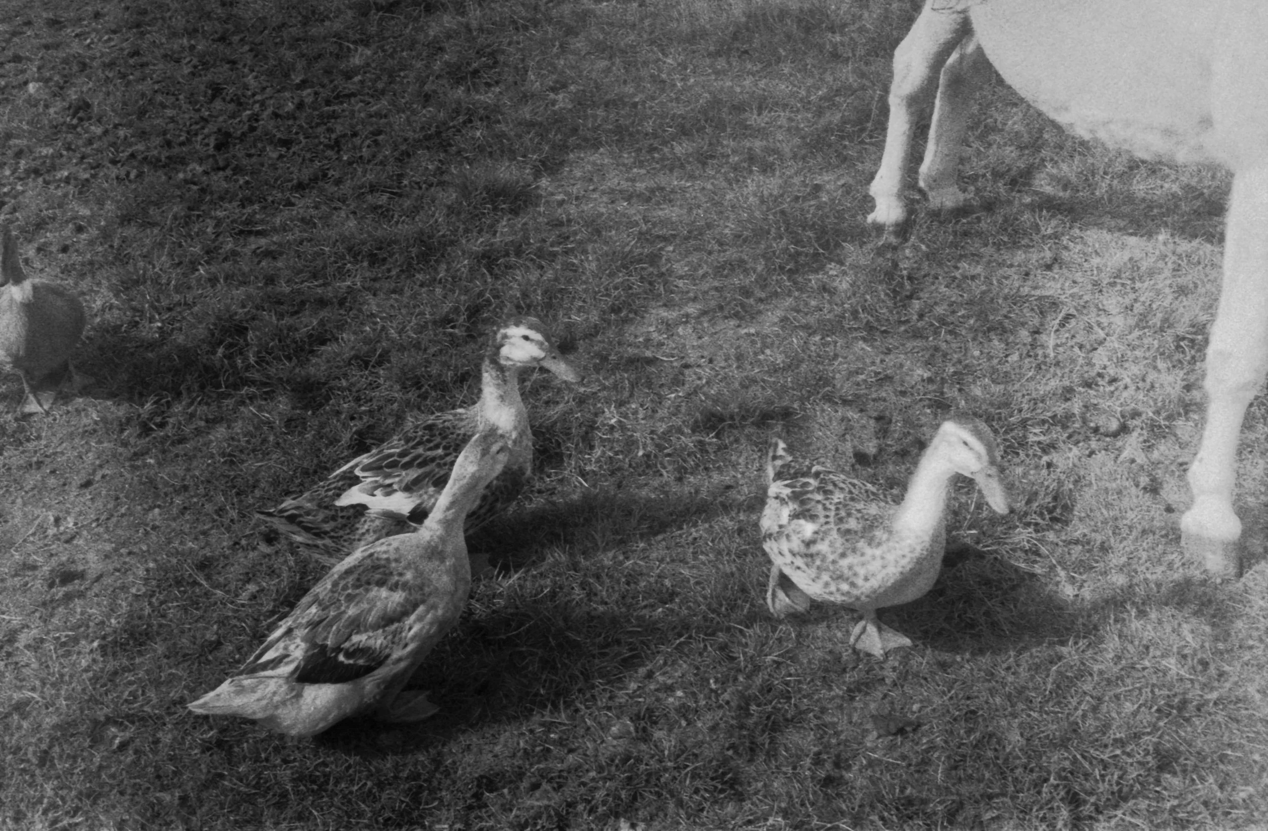 ducksinblackandwhite.jpg