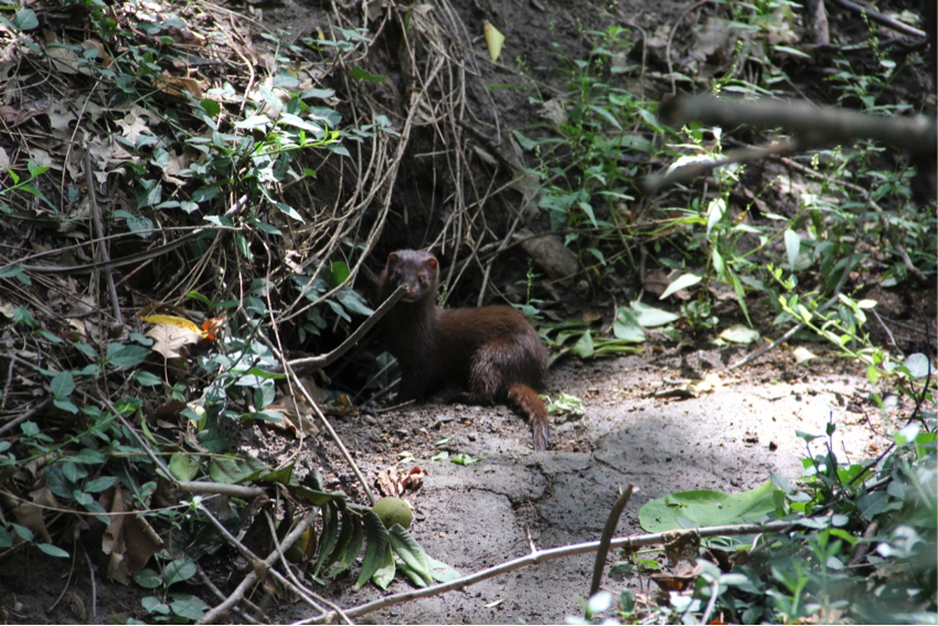 Photo courtesy of Sharon Deem, St. Louis Zoo’s Institute for Conservation Medicine
