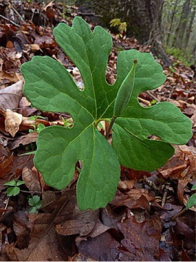 Species of the Month, 03/14: Bloodroot — Forest Park Forever