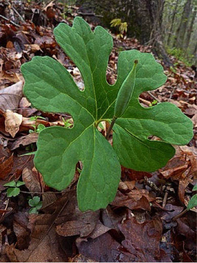 bloodroot species month fruiting spira ecology wildflower tim leaf via body