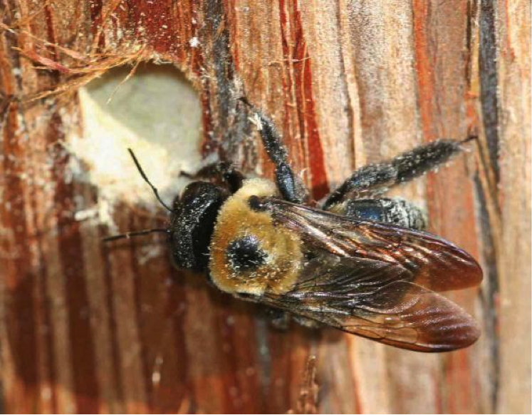 Photo courtesy of Johnny N. Dell, Bugwood.org