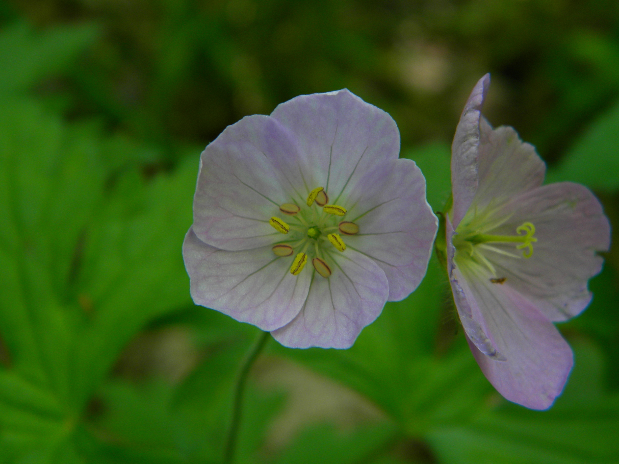 Geranium maculatum