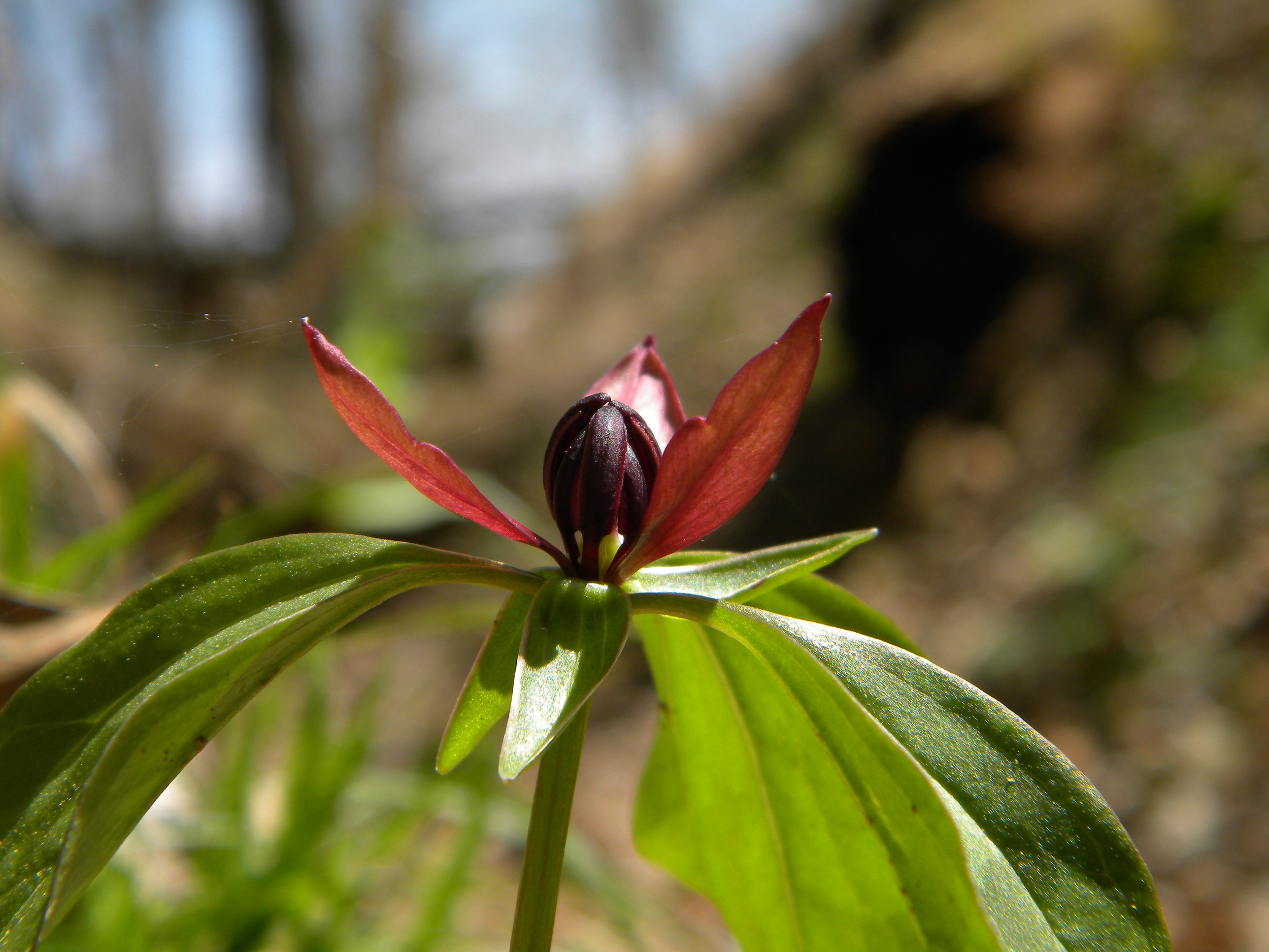 Trillium recurvatum