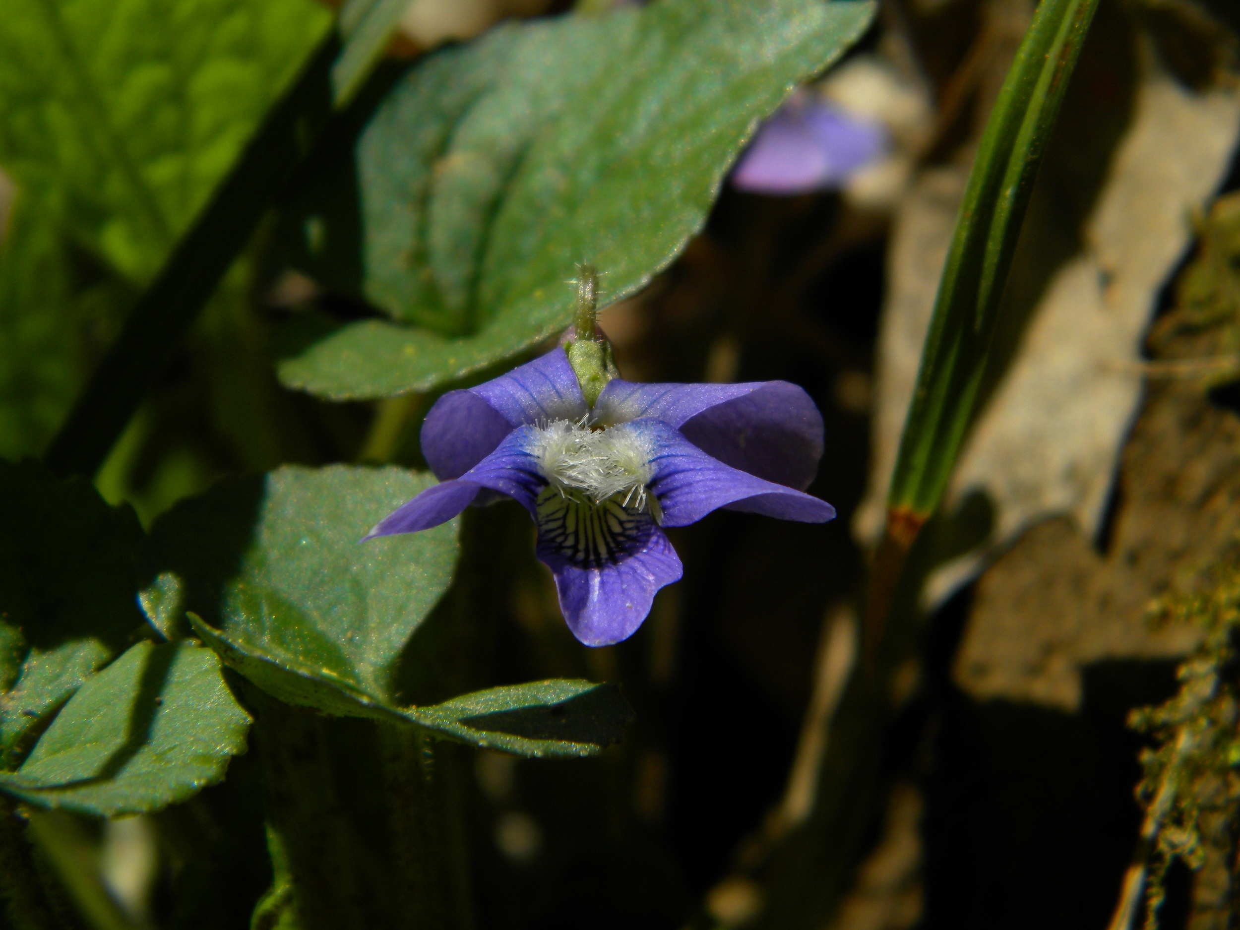 Viola sororia