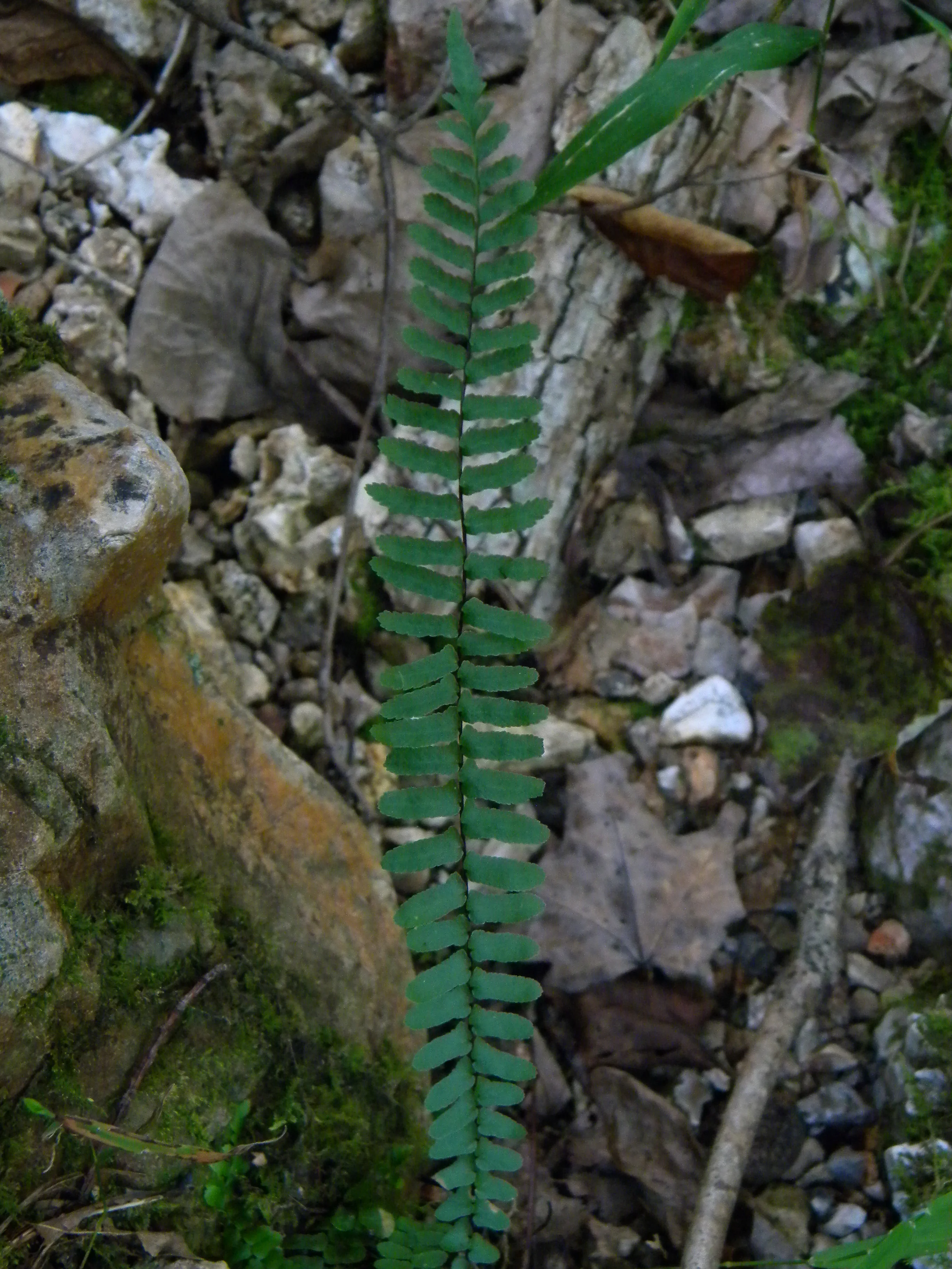 New Fern Species Discovered Growing in Forest Park's Successional Forest