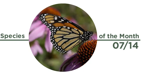Species of the Month, July 2014: Monarch Butterfly