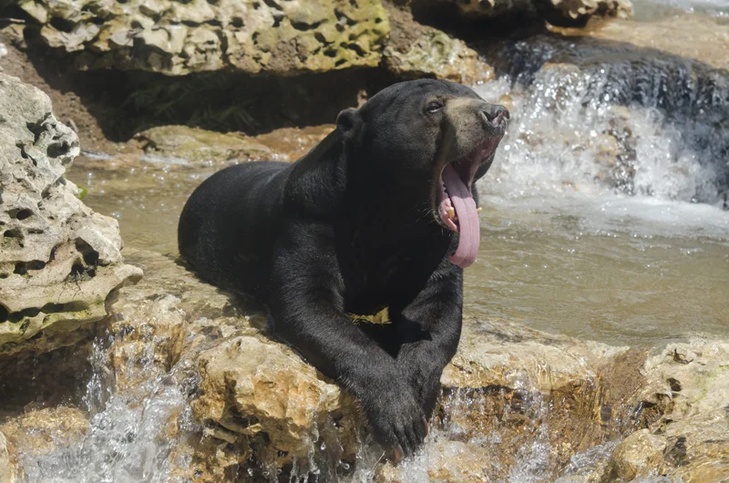 Malayan Sun Bear photograph by Robin Winkelman