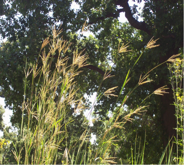bluestem-1.png