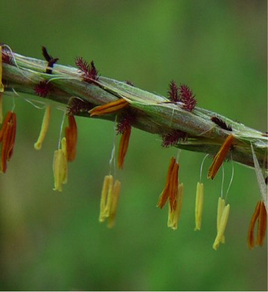 Photos courtesy of Missouriplants.com