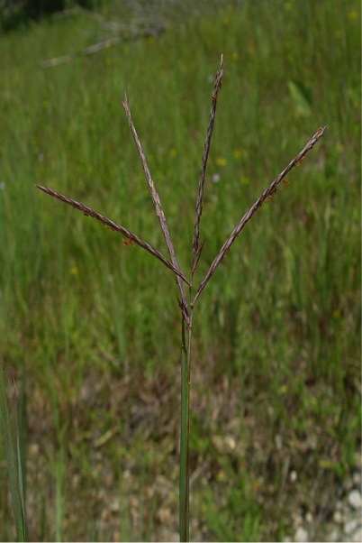 Photos courtesy of Missouriplants.com