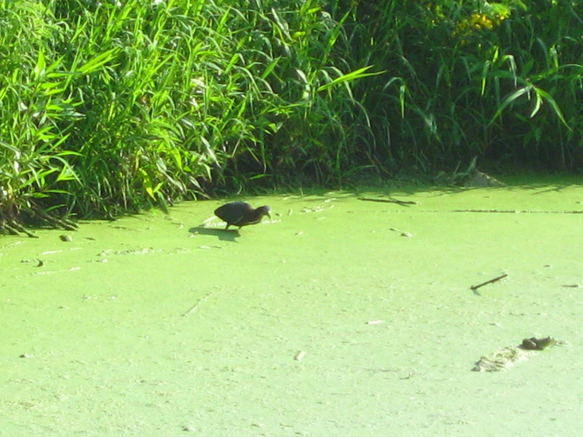 green heron.jpg