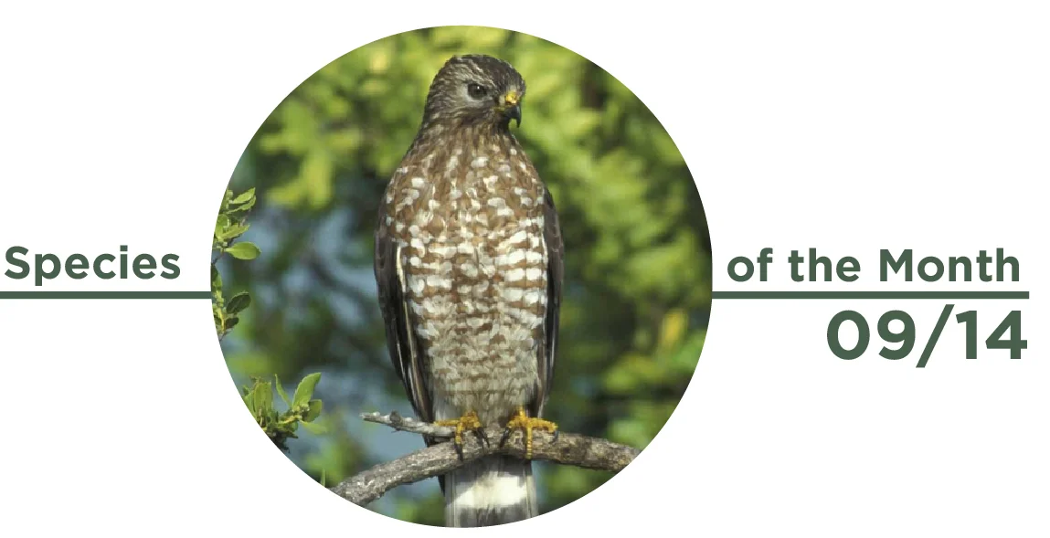Species 09:14 Broad Winged Hawk-01-01.jpg