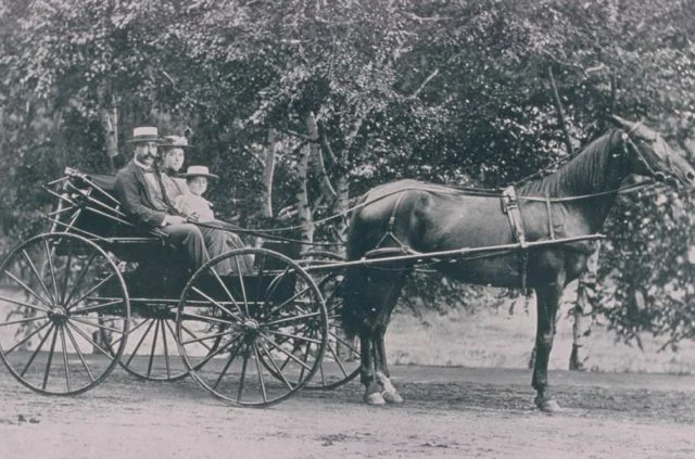 A horse and buggy in Forest Park
