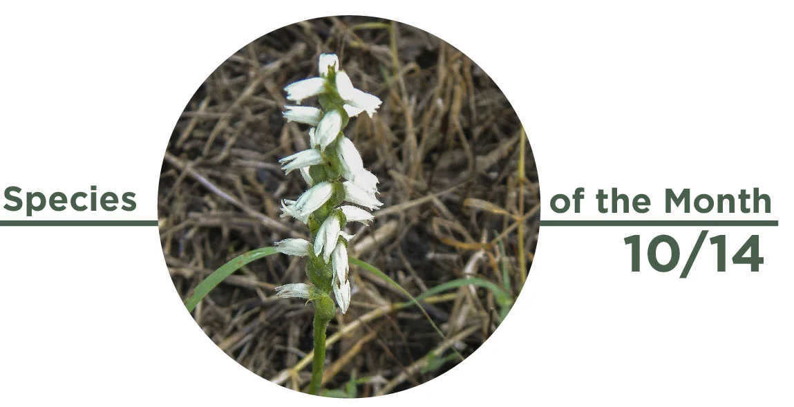 Species of the Month, October 2014: Nodding Ladies’ Tresses