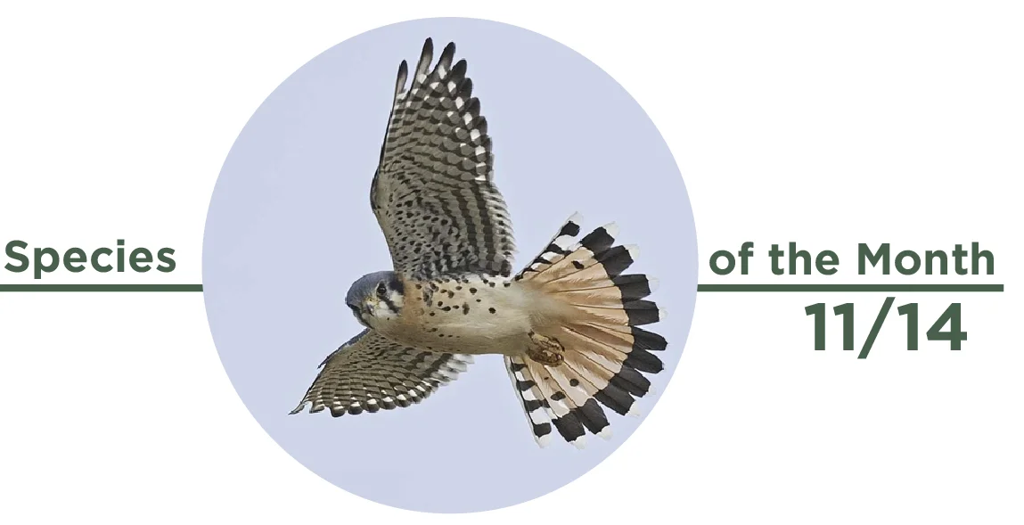 Photo courtesy of Rob Curtis/VIREO via audubon.org