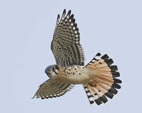 Species of the Month, November 2014: American Kestrel