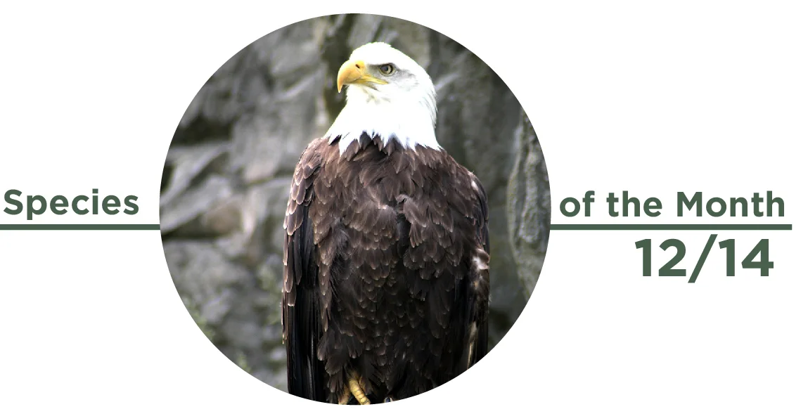 Species of the Month, December 2014: Bald Eagle