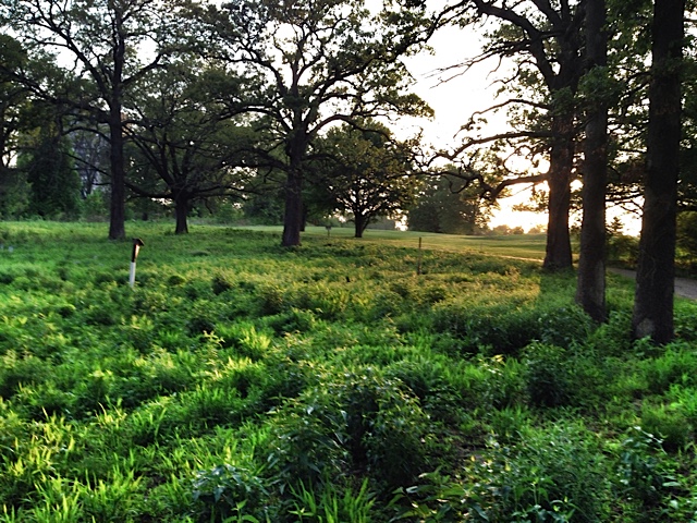 "The field of wildflowers (early spring shown here)"