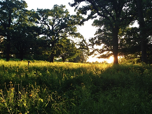 " Wildflowers (now in summer) — happy."