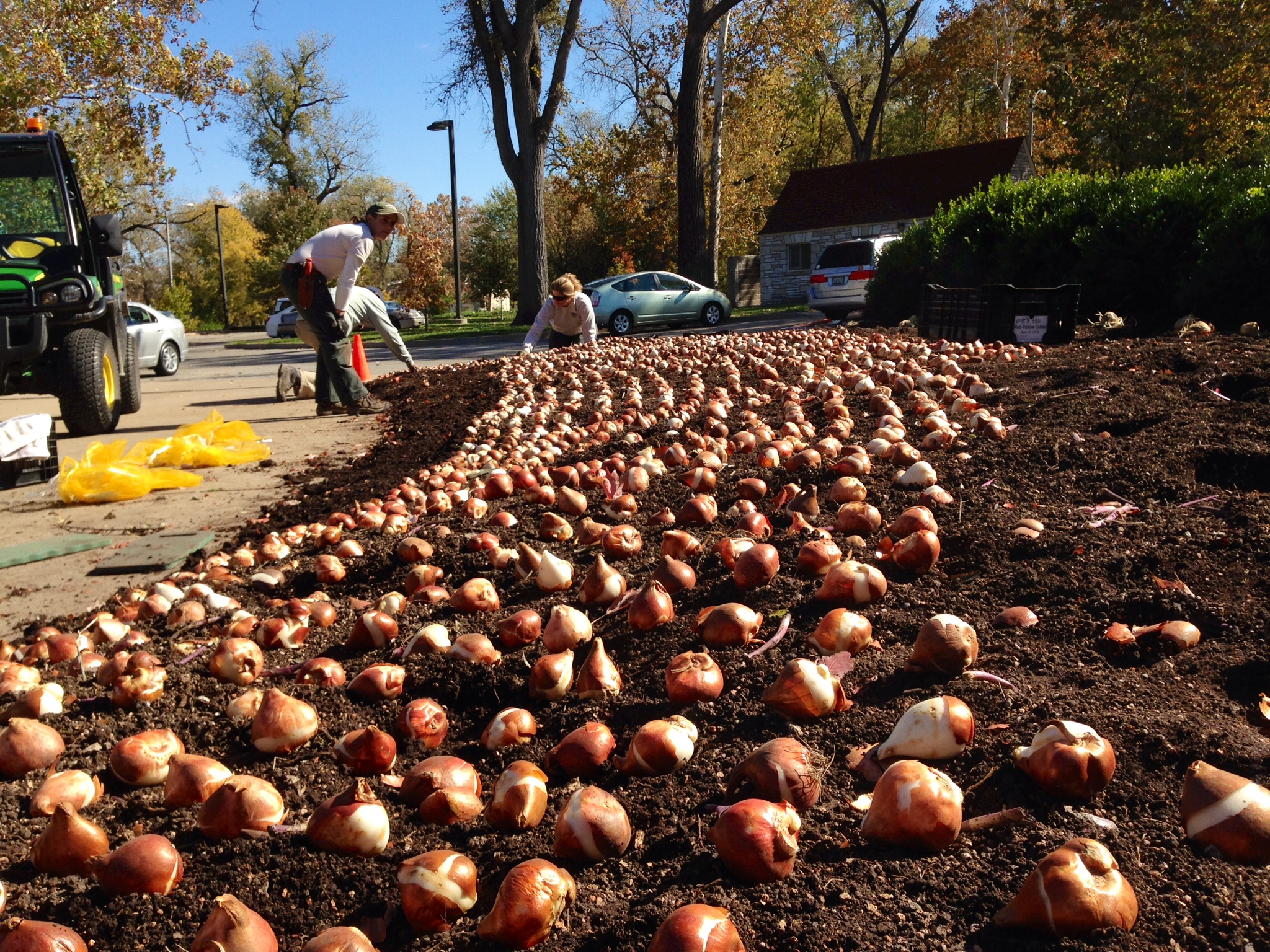 Bulb planting