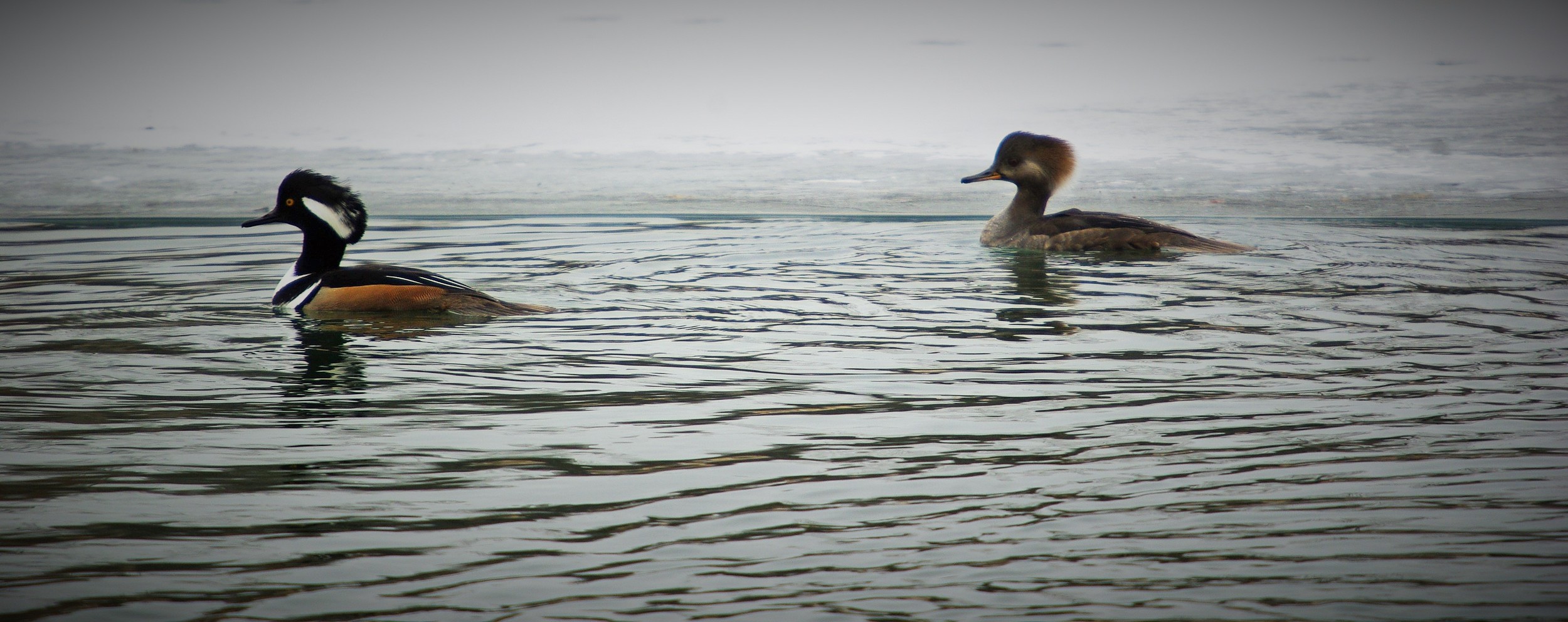   Migratory and wintering waterfowl such as hooded merganser, canvasback, red-head and ring-neck ducks, are a beautiful common sight in Post-Dispatch Lake. Photograph&nbsp;by Patrick Greenwald.  