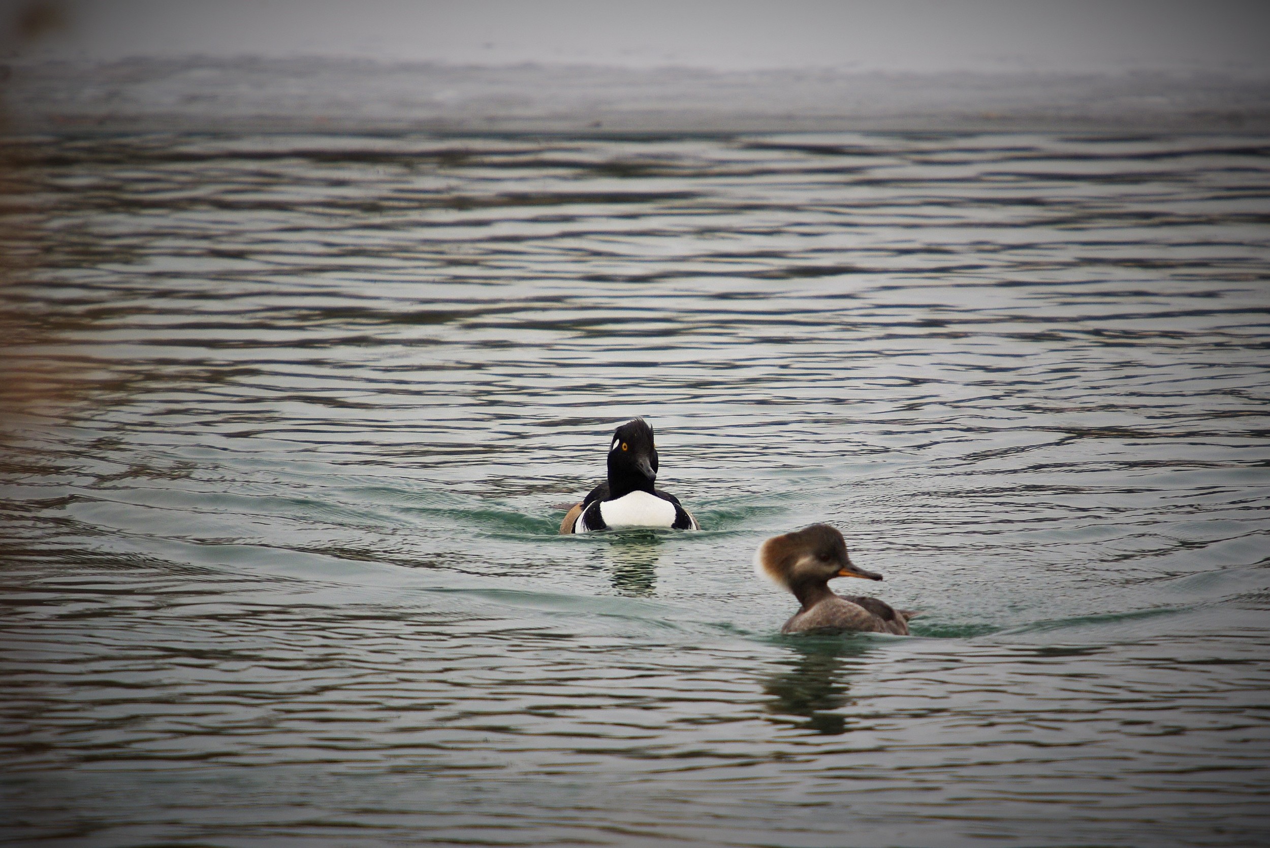   Migratory and wintering waterfowl such as hooded merganser, canvasback, red-head and ring-neck ducks, are a beautiful common sight in Post-Dispatch Lake. Photograph&nbsp;by Patrick Greenwald.  