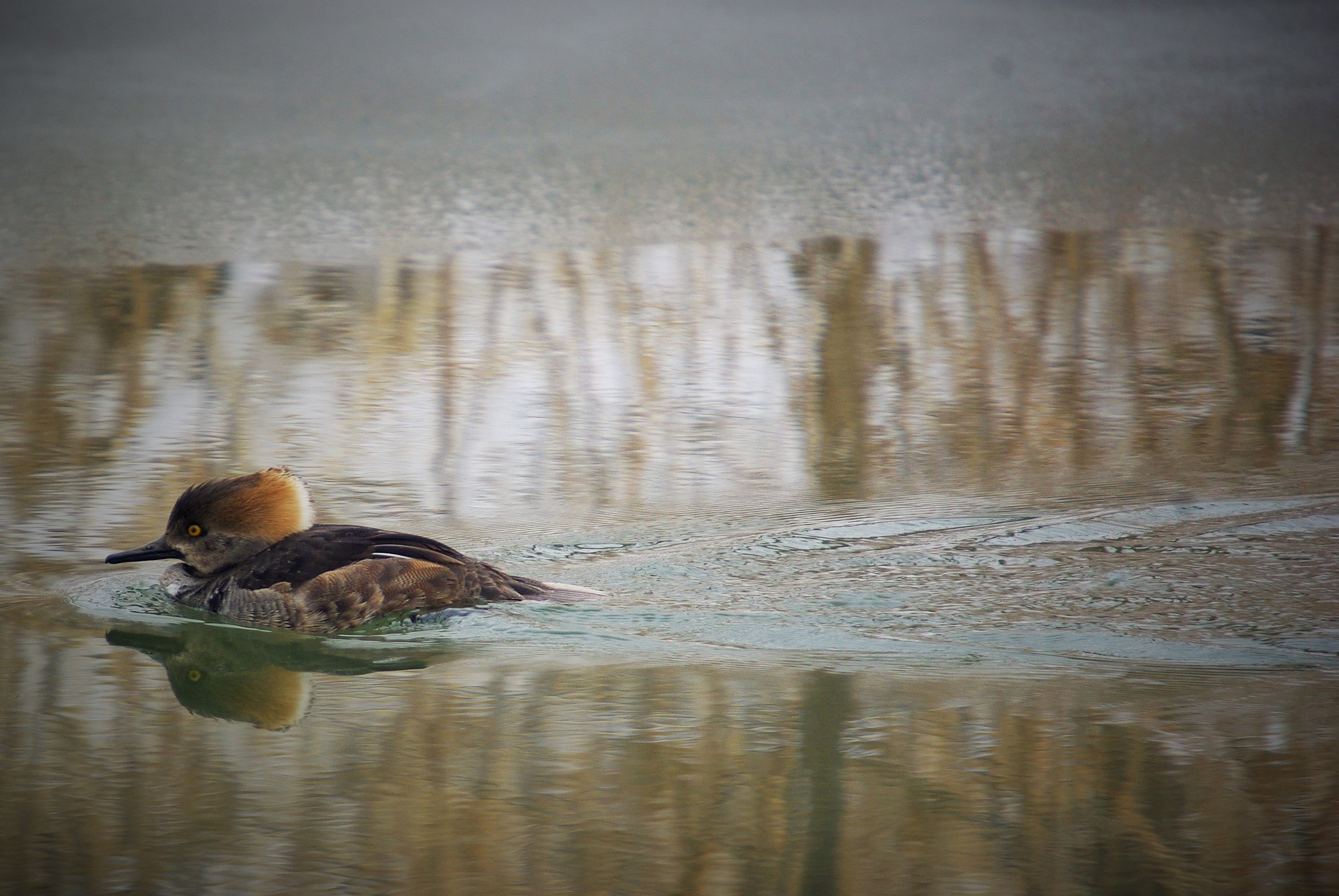  Migratory and wintering waterfowl such as hooded merganser, canvasback, red-head and ring-neck ducks, are a beautiful common sight in Post-Dispatch Lake. Photograph by Patrick Greenwald. 
