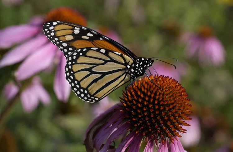 Monarch Butterfly in Forest Park