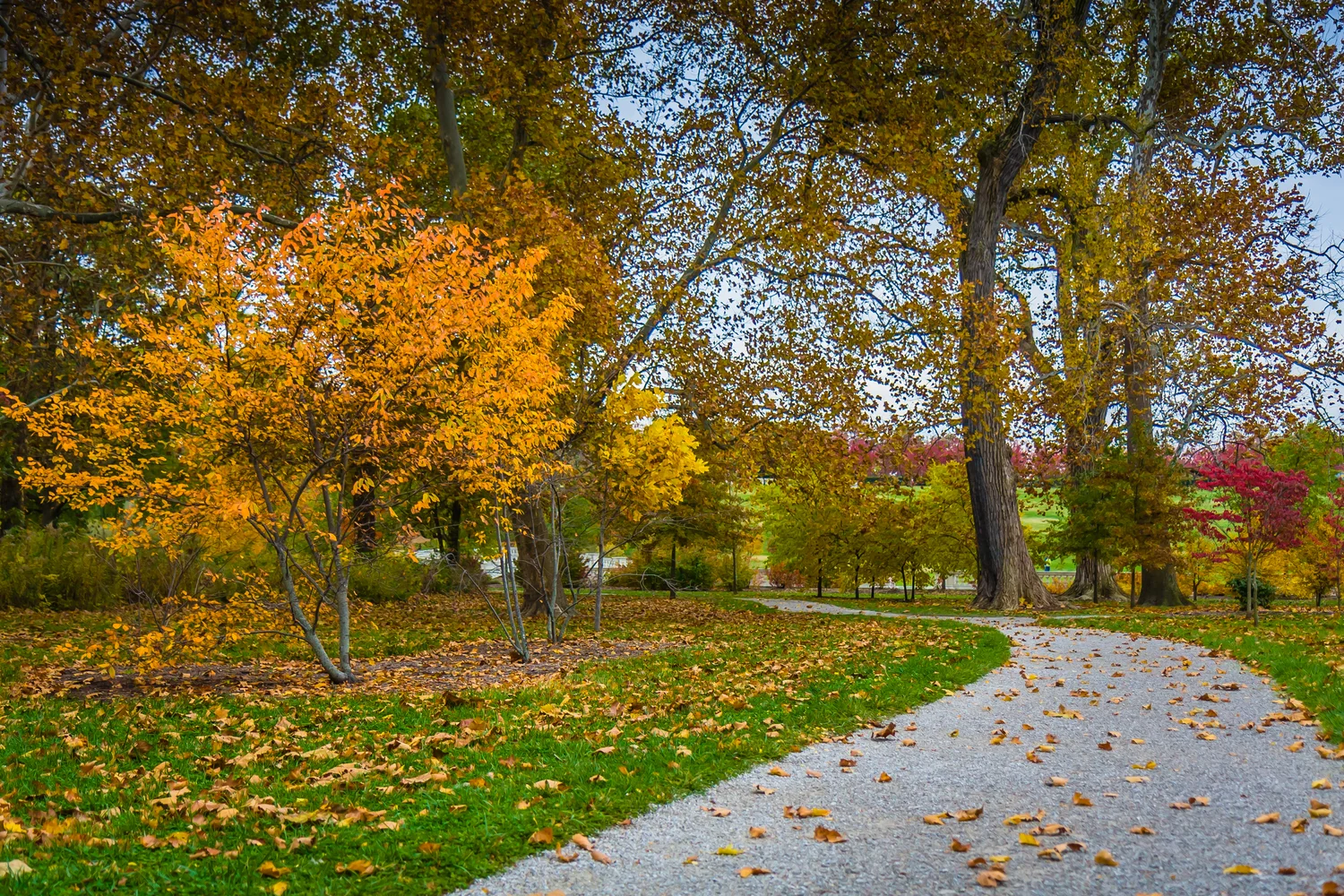 Forest Park Forever Honors the Life and Contributions of Evelyn Newman