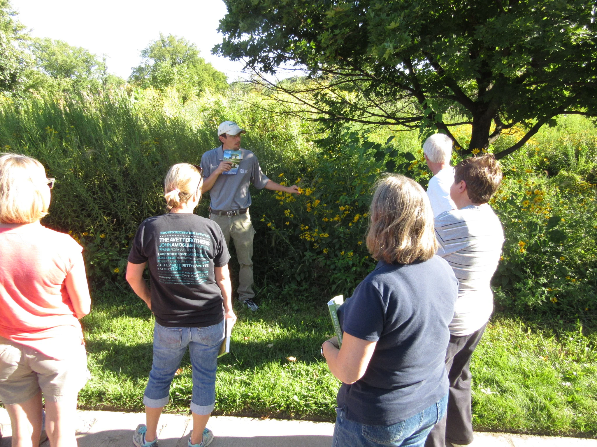 Summer Wildflowers in the Deer Lake Savanna — Notes from a Wildflower Walk in Forest Park