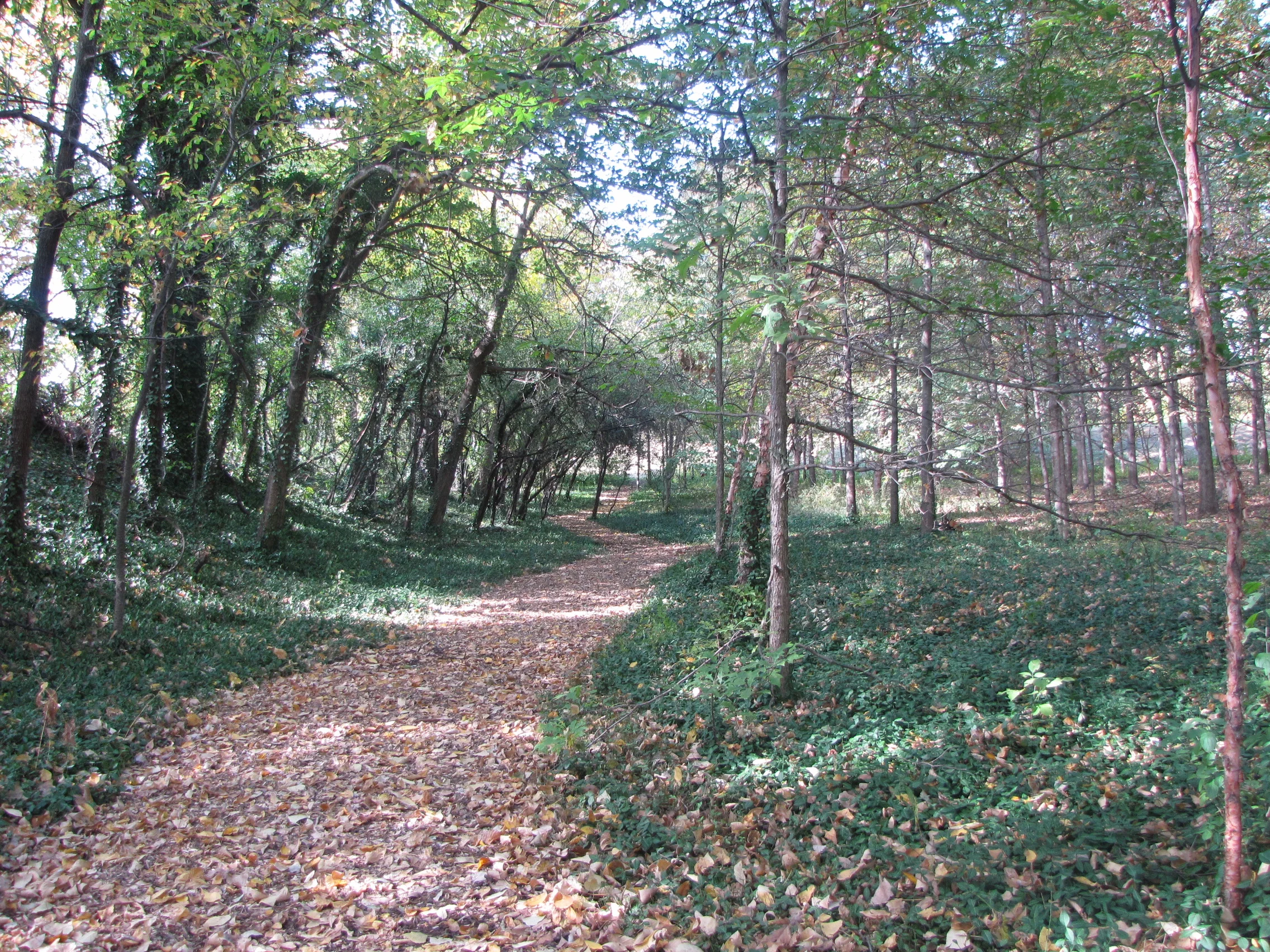 A New Natural Area for Park Visitors to Enjoy: The West Pine Woodland