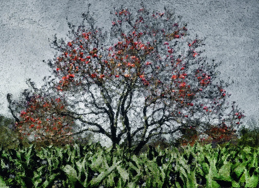 Michael Eastman + Forest Park Forever: A Collaboration for the Forever Campaign