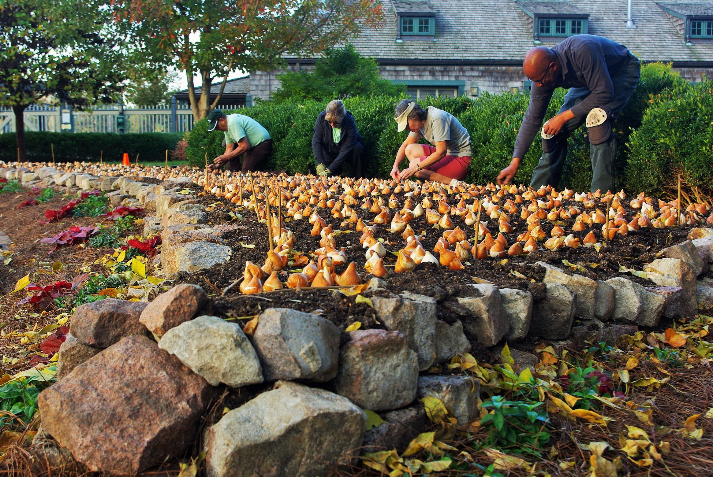 Forest Park Forever Gardener Eric H. (far right) works with volunteers to plant bulbs for the spring display at the Boathouse.