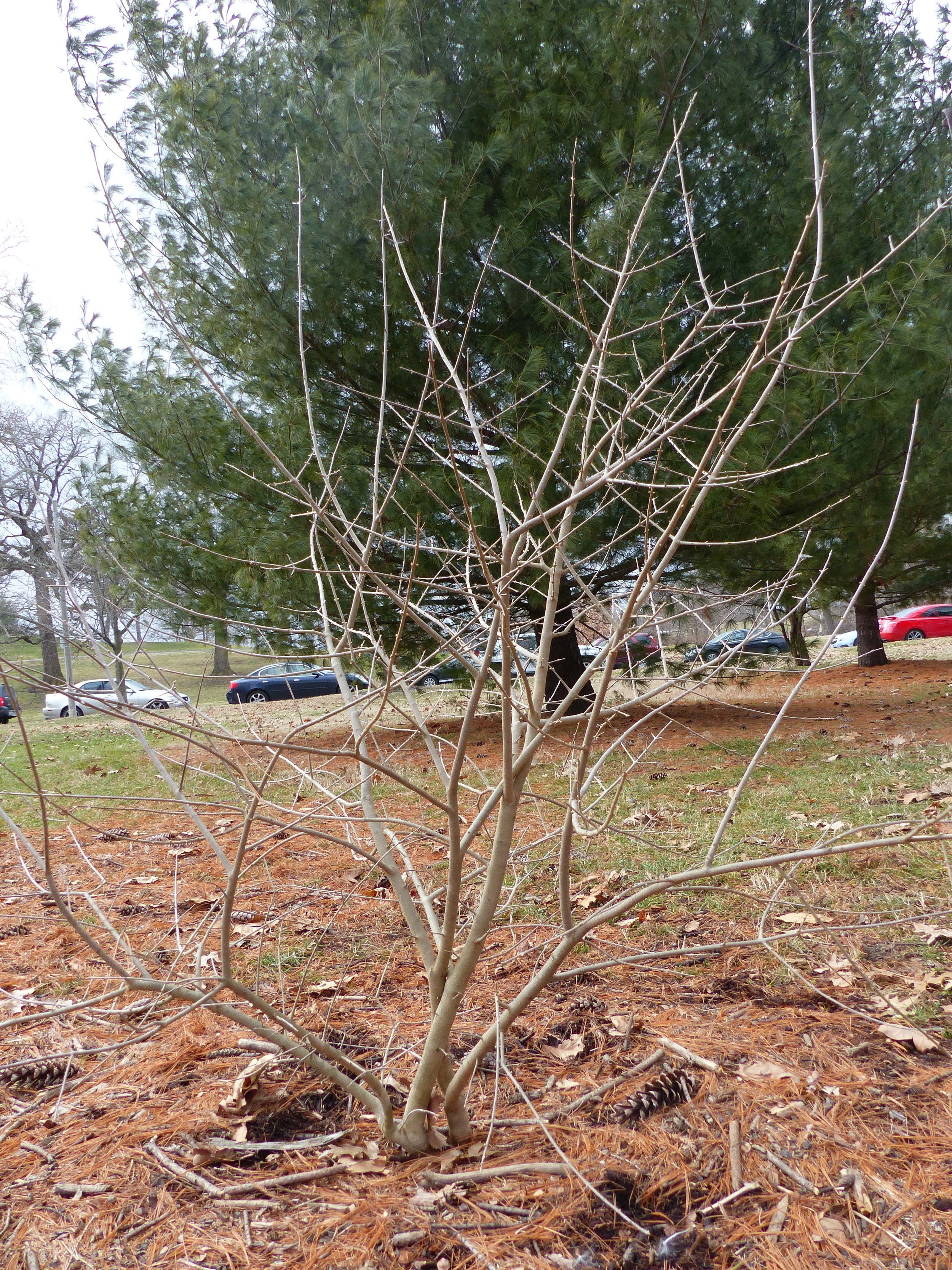 Expanding Forest Park's Biodiversity One Plant Species at a Time
