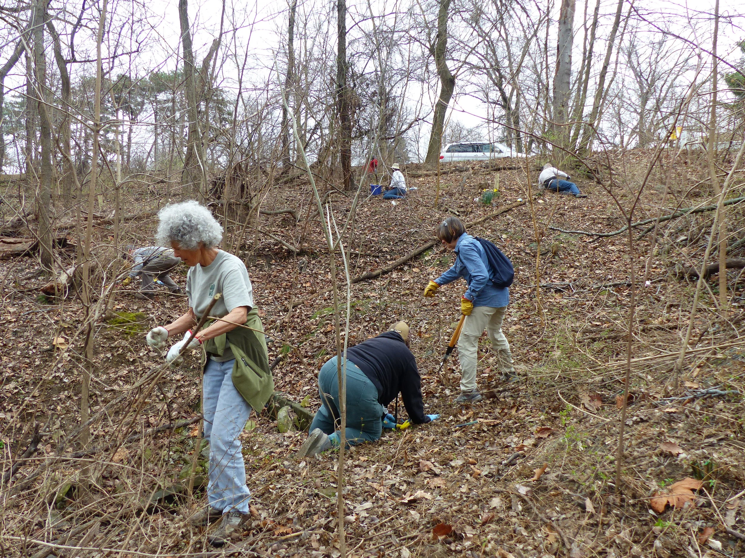 Removing Invasive Honeysuckle During Biodiverse City's Honeysuckle Sweep for a Healthy Planet