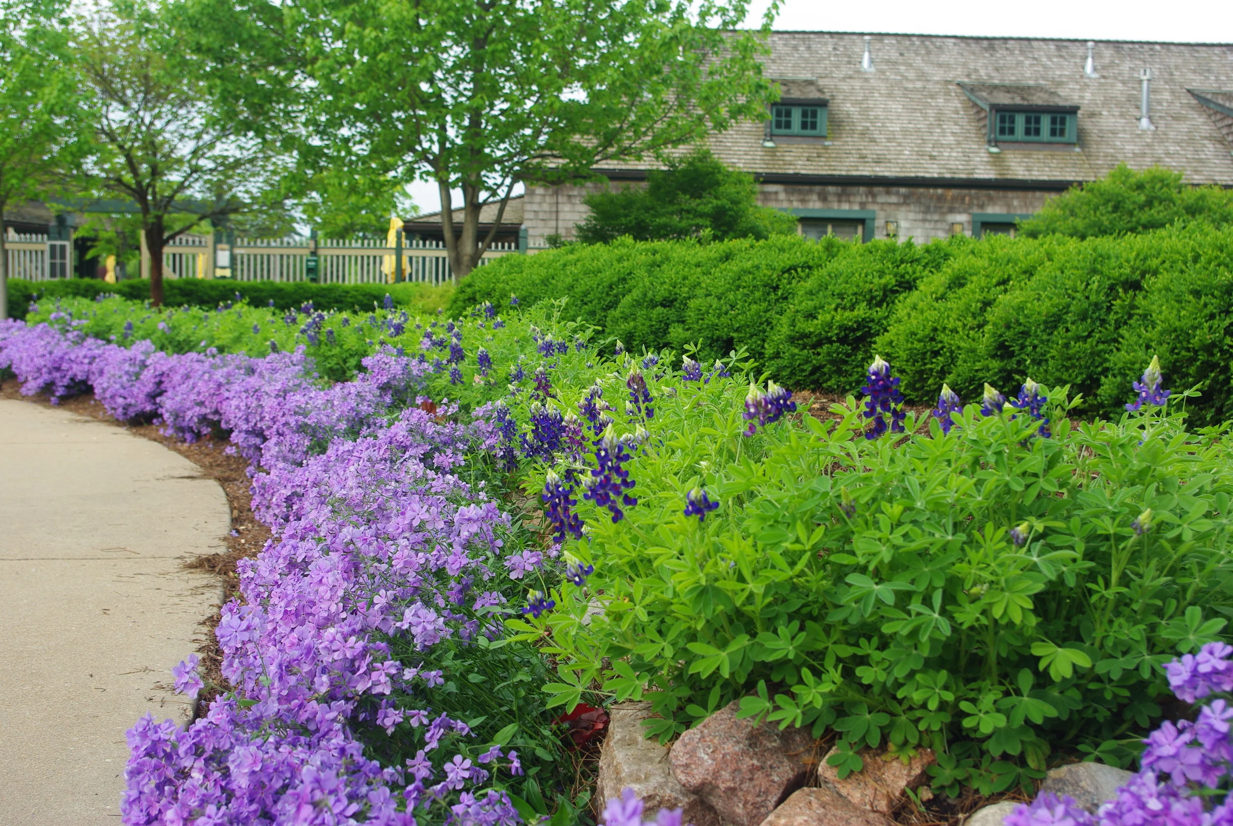 Horticulture Notes: Growing Texas Bluebonnets