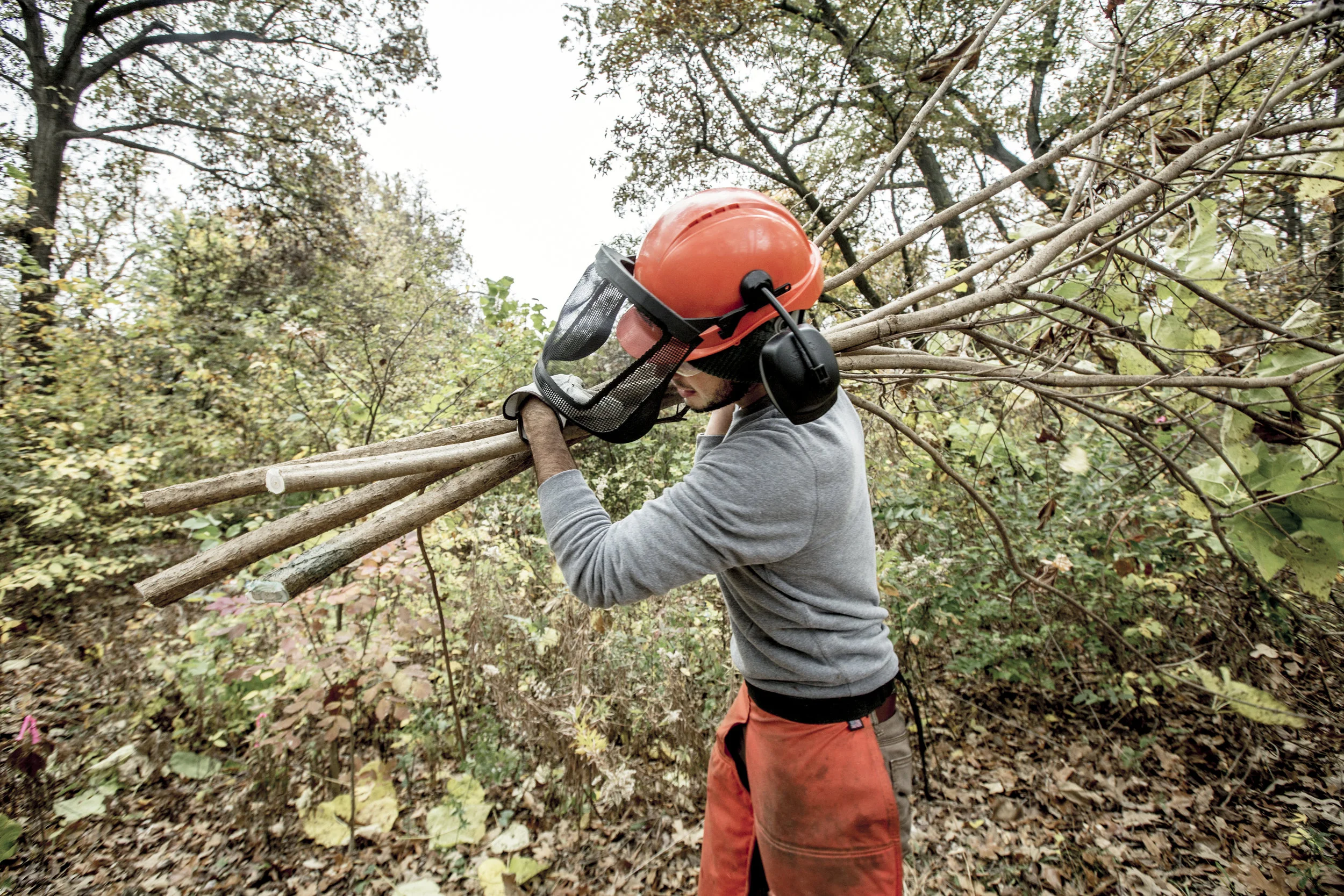 Supporting Our Park’s Great Forests