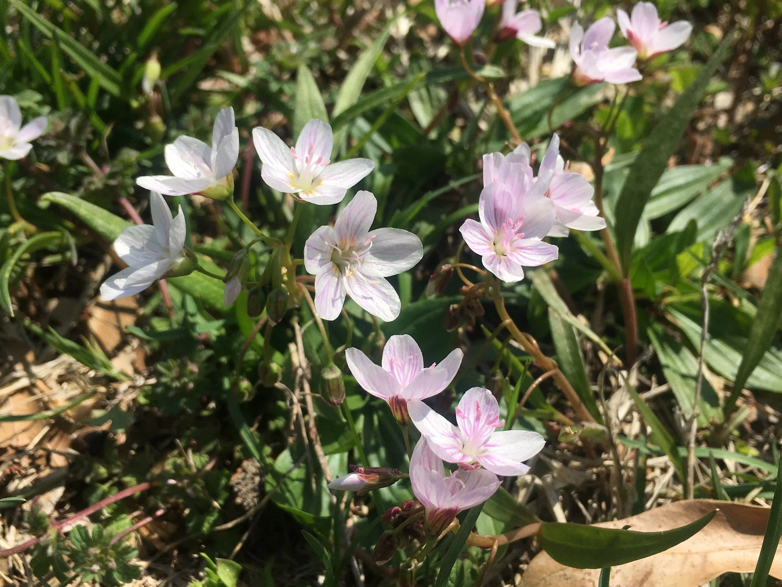 Secrets of the East Side: Spring Beauties