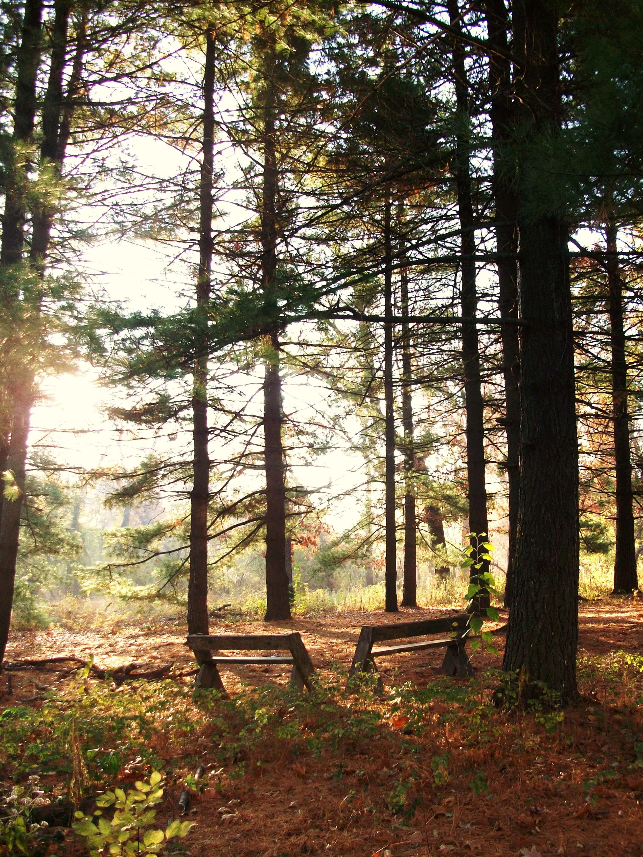 Five Off-the-Beaten-Path Picnic Spots in Forest Park