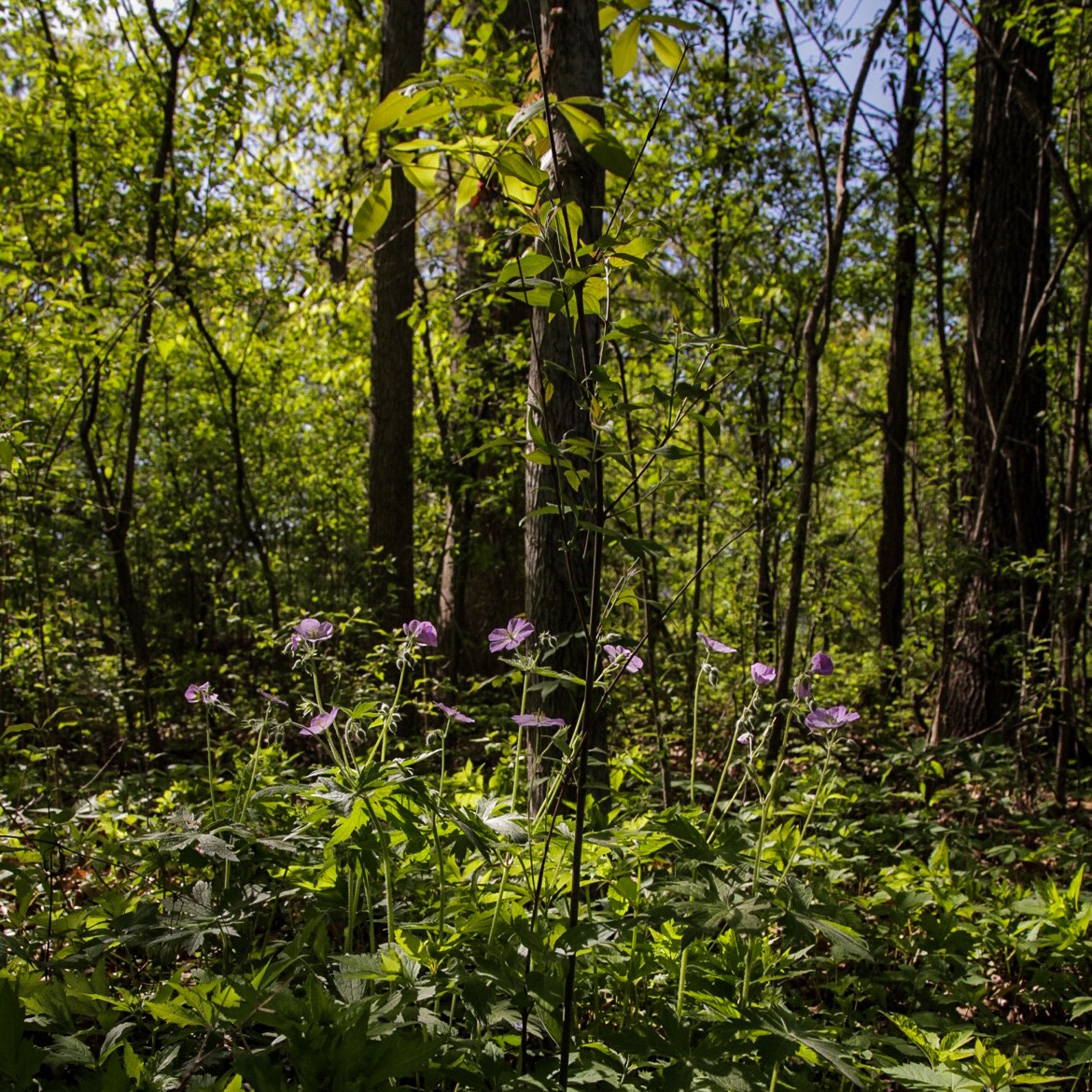 2018.05.08 - 2 neil das.jpg